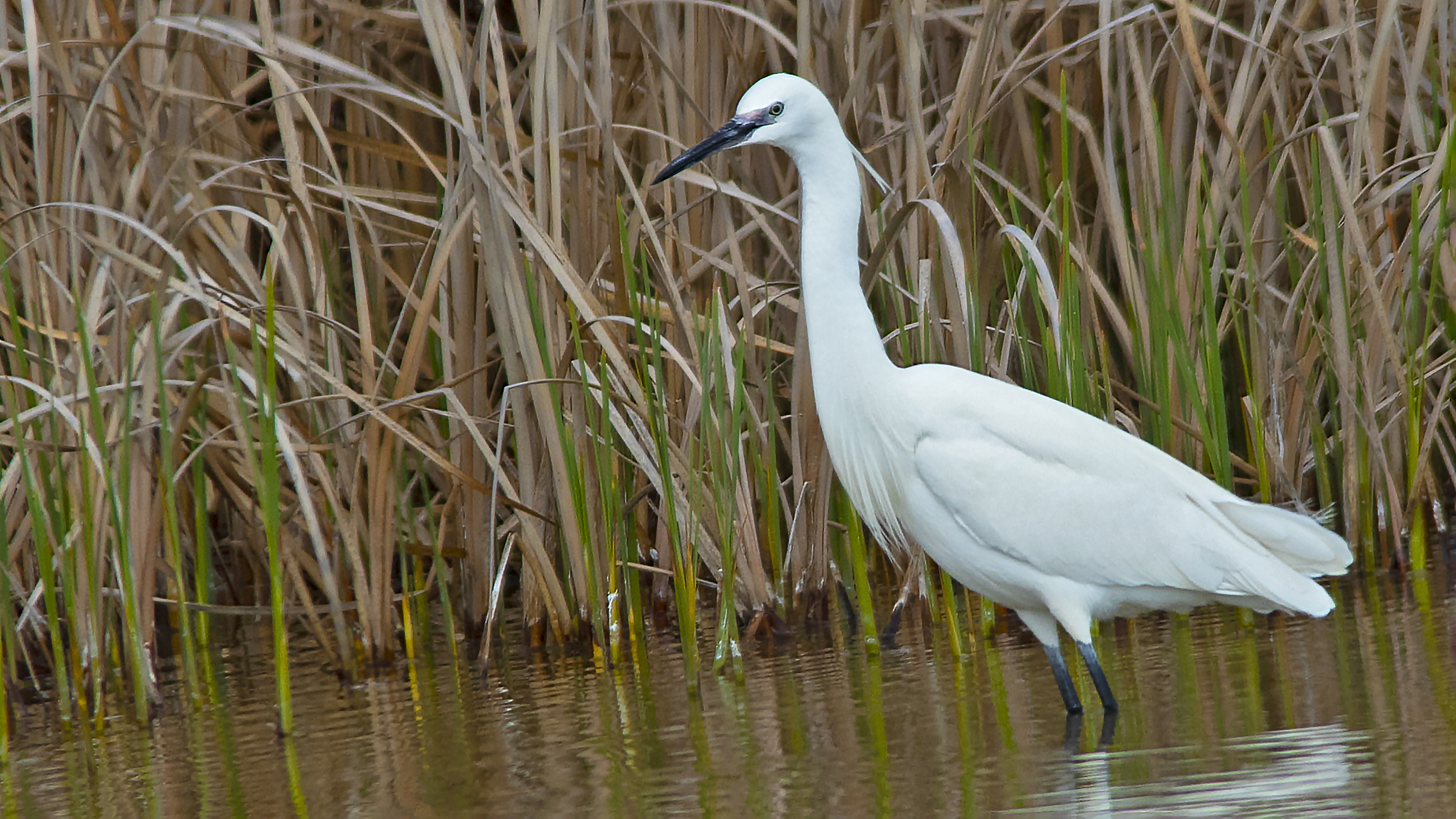 Little Egret